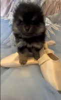Josephine, a female Pomeranian for sale in Redding, CA – 5 of 10