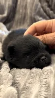 Shimmy, a male Pomeranian for sale in Redding, CA – 8 of 10