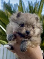 Gelato, a male Pomeranian for sale in Redding, CA – 7 of 10
