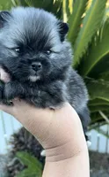 Nick, a male Pomeranian for sale in Redding, CA – 2 of 10