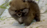 Tiramisu, a female Pomeranian for sale in Redding, CA – 3 of 10