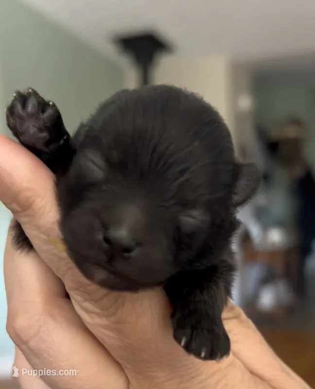 Gomez – Pomeranian puppy for sale in Redding, CA