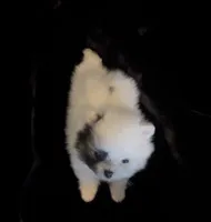Joey, a male Pomeranian for sale in Redding, CA – 8 of 10