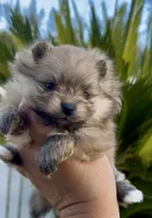 Gelato, a male Pomeranian for sale in Redding, CA – 3 of 10