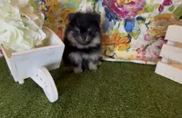 Josephine, a female Pomeranian for sale in Redding, CA – 9 of 10