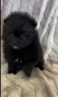 Trinity, a female Pomeranian for sale in Redding, CA – 9 of 10