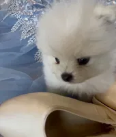 Blossom , a female Pomeranian for sale in Redding, CA – 8 of 10