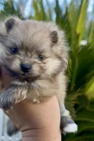 Gelato, a male Pomeranian for sale in Redding, CA – 4 of 10