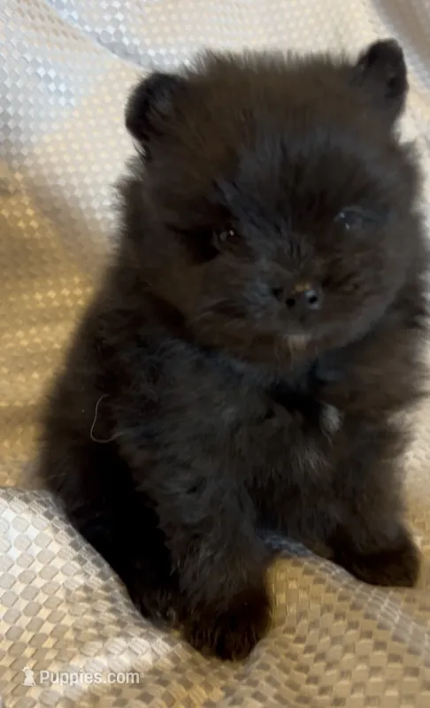 Pugsley – Pomeranian puppy for sale in Redding, CA