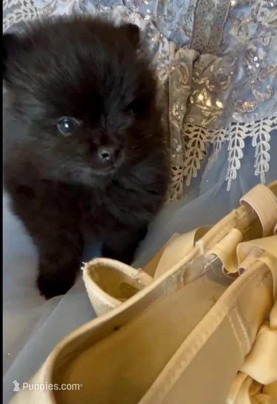 Wednesday  – Pomeranian puppy for sale in Redding, CA