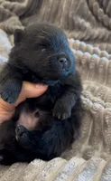 Shimmy, a male Pomeranian for sale in Redding, CA – 7 of 10