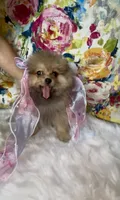 Biscotti, a female Pomeranian for sale in Redding, CA – 10 of 10