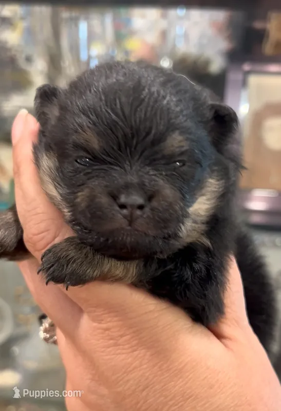 Josephine – Pomeranian puppy for sale in Redding, CA