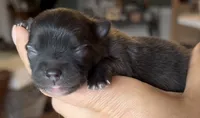 Nick, a male Pomeranian for sale in Redding, CA – 2 of 10