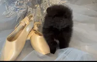Shasta, a female Pomeranian for sale in Redding, CA – 10 of 10