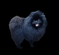 Sapphire, a female Pomeranian for sale in Redding, CA – 9 of 10