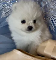 Blossom , a female Pomeranian for sale in Redding, CA – 9 of 10