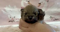 Sapphire, a female Pomeranian for sale in Redding, CA – 6 of 10