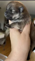 Sapphire, a female Pomeranian for sale in Redding, CA – 5 of 10