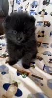 Gomez, a male Pomeranian for sale in Redding, CA – 3 of 10