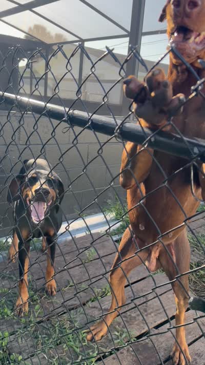 Snoop (Rehome by July 22), a male Doberman Pinscher for sale in Daytona Beach, FL – 5 of 5