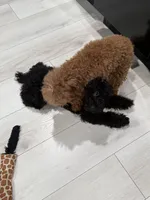Tubbs , a male Poodle - Toy  for sale in Daytona Beach, FL – 4 of 4