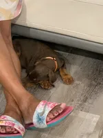 Snoop (Rehome by July 22), a male Doberman Pinscher for sale in Daytona Beach, FL – 4 of 5
