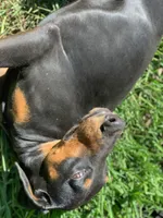 Coco, a female Doberman Pinscher for sale in Daytona Beach, FL – 4 of 9