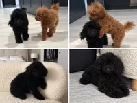 Rocky , a male Poodle - Toy  for sale in Daytona Beach, FL – 3 of 4