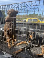 Coco, a female Doberman Pinscher for sale in Daytona Beach, FL – 2 of 9