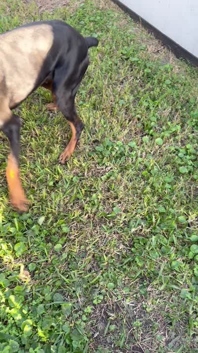 Coco, a female Doberman Pinscher for sale in Daytona Beach, FL – 9 of 9