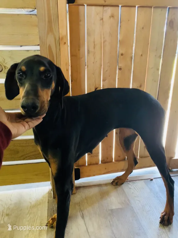 Coco – Doberman Pinscher puppy for sale in Daytona Beach, FL
