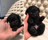 Coco, a female Poodle - Toy  for sale in Daytona Beach, FL – 1 of 4