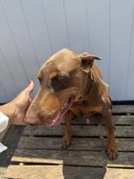 Snoop (Rehome by July 22), a male Doberman Pinscher for sale in Daytona Beach, FL – 2 of 5