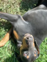 Coco, a female Doberman Pinscher for sale in Daytona Beach, FL – 5 of 9