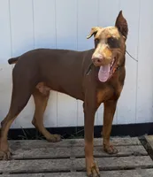Snoop (Rehome by July 22), a male Doberman Pinscher for sale in Daytona Beach, FL – 3 of 5
