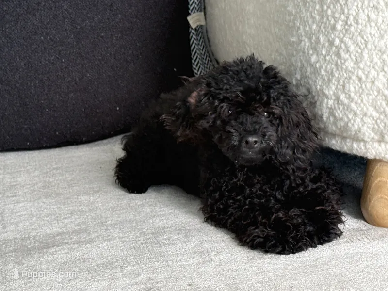 Tubbs  – Poodle - Toy  puppy for sale in Daytona Beach, FL