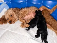 Coco, a female Poodle - Toy  for sale in Daytona Beach, FL – 2 of 4