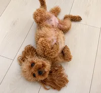 Chanel , a female Poodle - Toy  for sale in Daytona Beach, FL – 3 of 4