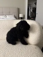 Tubbs , a male Poodle - Toy  for sale in Daytona Beach, FL – 2 of 3