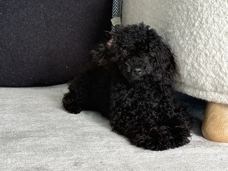 Tubbs  – Poodle - Toy  puppy for sale in Daytona Beach, FL