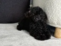 Tubbs , a male Poodle - Toy  for sale in Daytona Beach, FL – 1 of 4