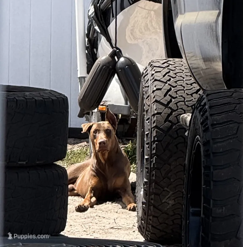 Snoop (Rehome by July 22) – Doberman Pinscher puppy for sale in Daytona Beach, FL
