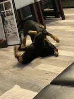 Coco, a female Doberman Pinscher for sale in Daytona Beach, FL – 8 of 9