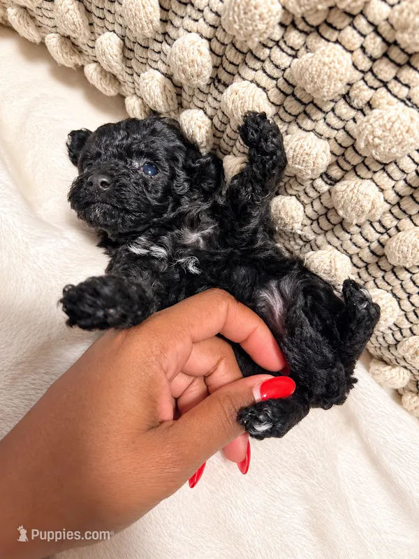 Chanel  – Poodle - Toy  puppy for sale in Daytona Beach, FL