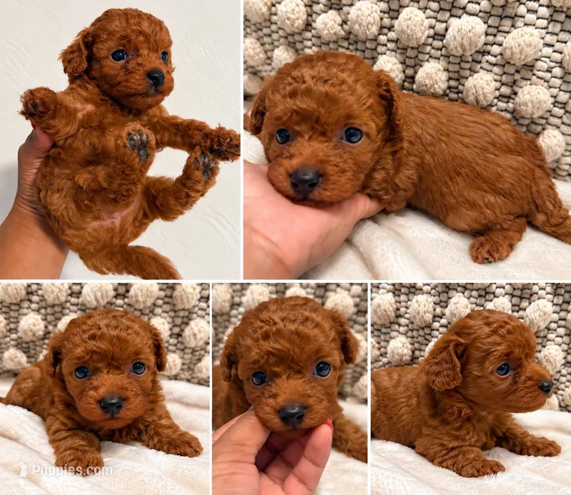 Rocky  – Poodle - Toy  puppy for sale in Daytona Beach, FL