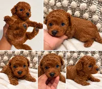 Rocky , a male Poodle - Toy  for sale in Daytona Beach, FL – 1 of 4