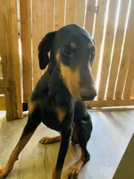 Coco, a female Doberman Pinscher for sale in Daytona Beach, FL – 7 of 9