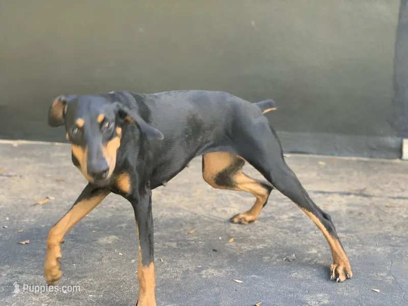 Coco (Rehome by July 22) – Doberman Pinscher puppy for sale in Daytona Beach, FL