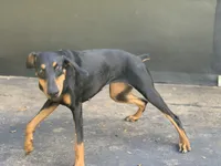 Coco, a female Doberman Pinscher for sale in Daytona Beach, FL – 3 of 9